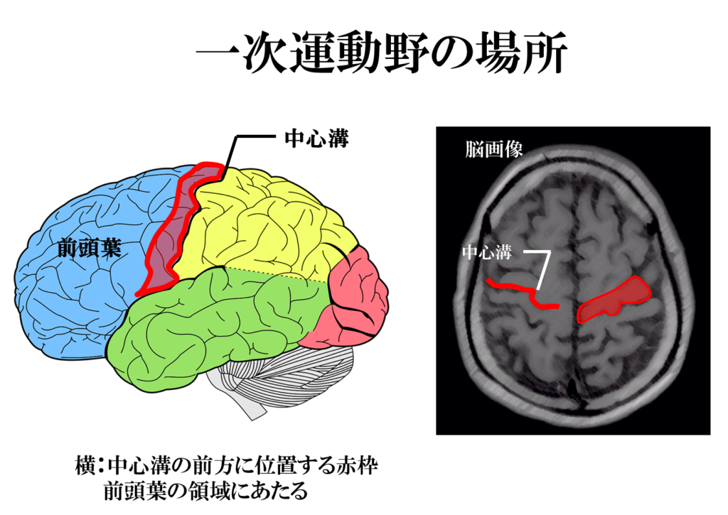 一次運動野の機能について 運動麻痺に関わるホムンクルスという体部位局在とは リハアイデア