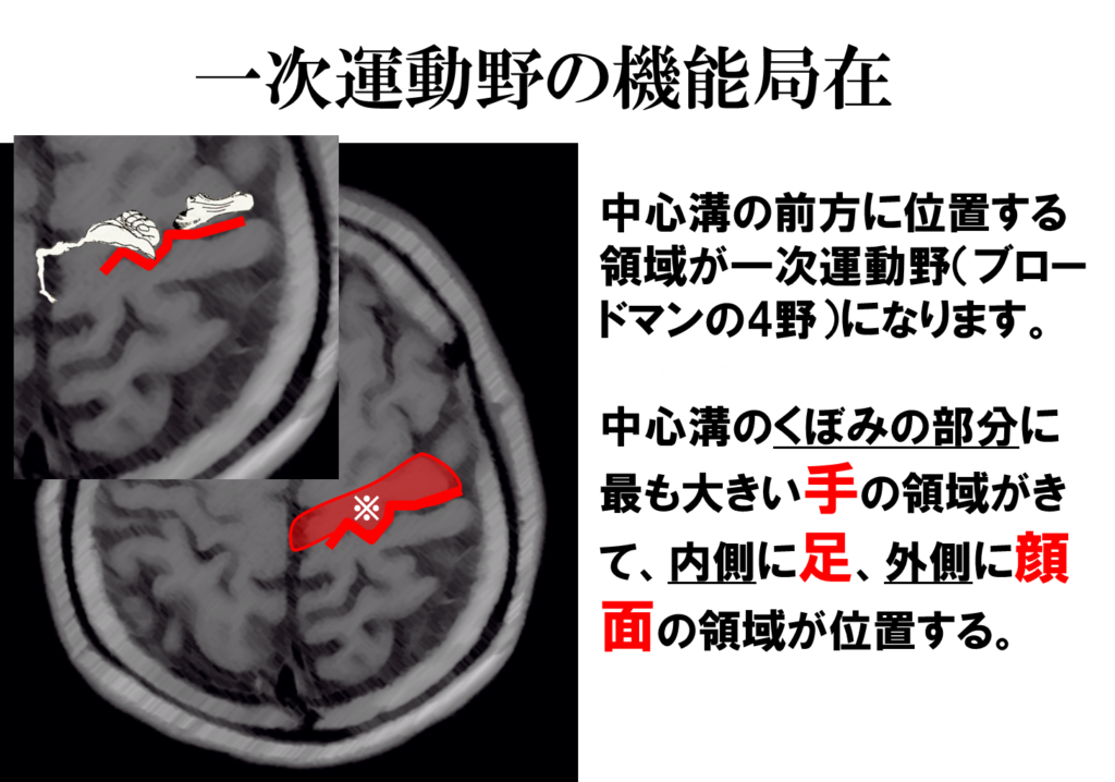 脳画像から一次運動野を探す方法とは 運動麻痺の評価の最初の一歩 リハアイデア