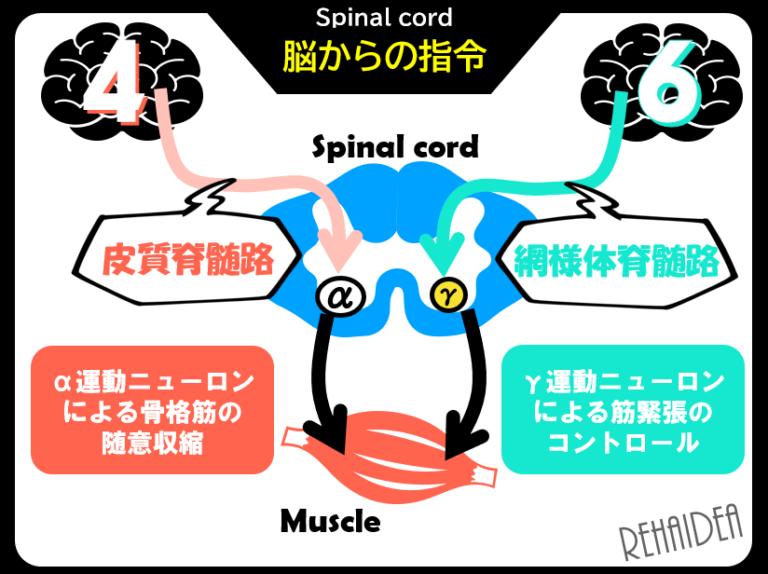 【脊髄編④】γ運動ニューロンって何をしてるの？筋緊張を理解する上で必ず知っておくべき知識とは？