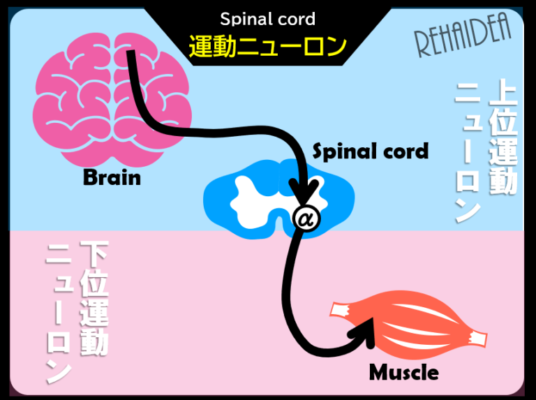 【脊髄編③】α運動ニューロンの機能特性から運動麻痺に対する治療アイデアを考える！